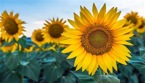 How To Grow Sunflower In Zimbabwe - Plant Info