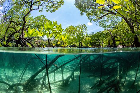 El aprendizaje automático podría ayudar a salvar los bosques de manglares • Earth.com - Notiulti