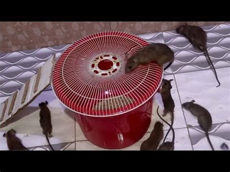 Homemade mouse trap designs ideas | DIY