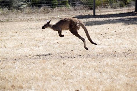 Western grey kangaroo stock image. Image of pouch, faced - 137157187