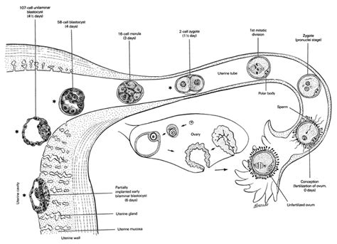 Human Fertilization and Embryogenesis - Online Biology Notes