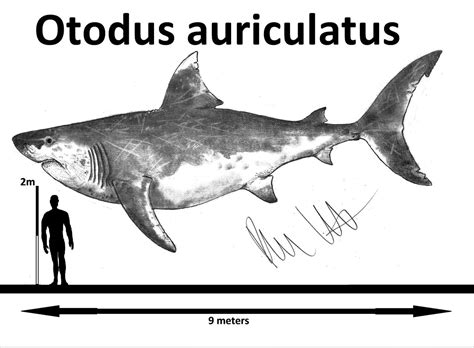 Basilosaurus isus v Otodus auriculatus - Carnivora