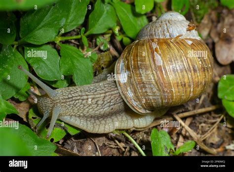 Helix pomatia also Roman snail, Burgundy snail, edible snail or escargot, is a species of large ...