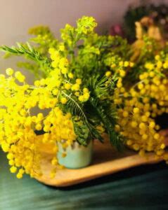 Mimosa Flower Meaning and Symbolism that You Need to Know