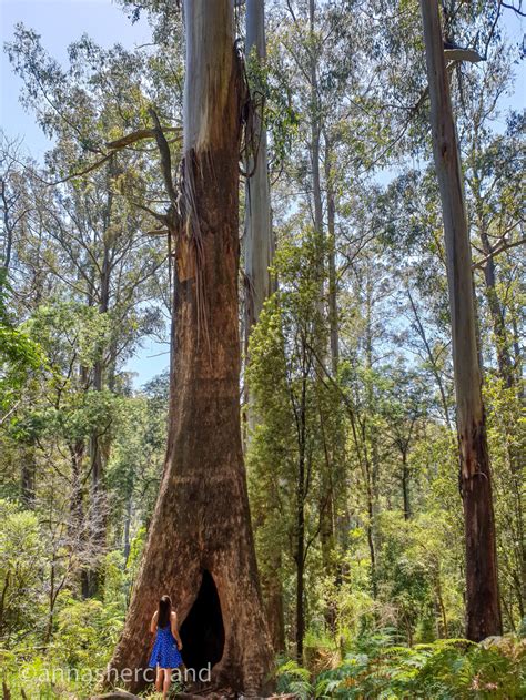 Best walks in Dandenong ranges - Anna Sherchand