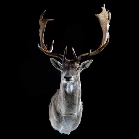 Fallow Deer01 - First Class Trophy - TaxidermyFirst Class Trophy – Taxidermy