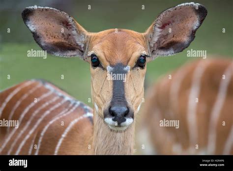 Female Nyala Antelope Stock Photo - Alamy