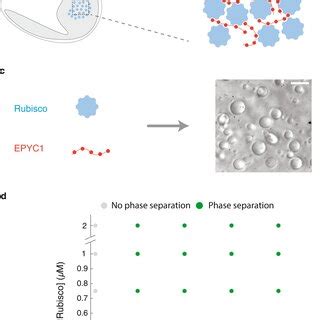 The components of the pyrenoid—EPYC1 and Rubisco—phase separate in... | Download Scientific Diagram