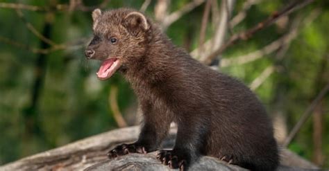 Pine Marten vs Fisher Cat: What’s the Difference?