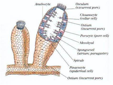 Amoebocytes