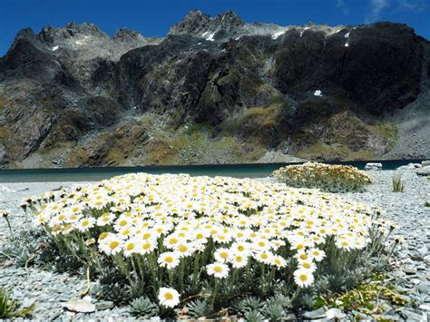 Alpine flowers in New Zealand