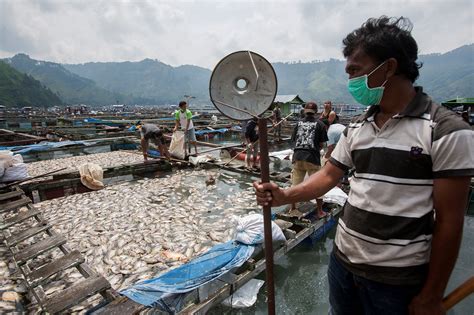 How Pollution is Devastating an Indonesian Lake - Yale E360