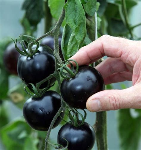 Breeding black tomato varieties