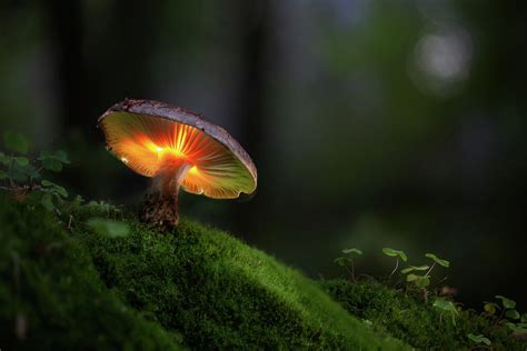 Magical mushroom glowing in the dark autumn forest Photograph by Dirk Ercken - Pixels