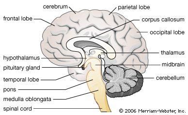 Diencephalon hippocampus anatomy - platelasopa