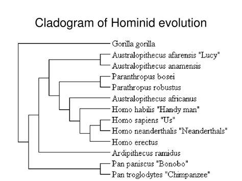 PPT - Aim: Who came first? An exercise on Human Evolution PowerPoint ...