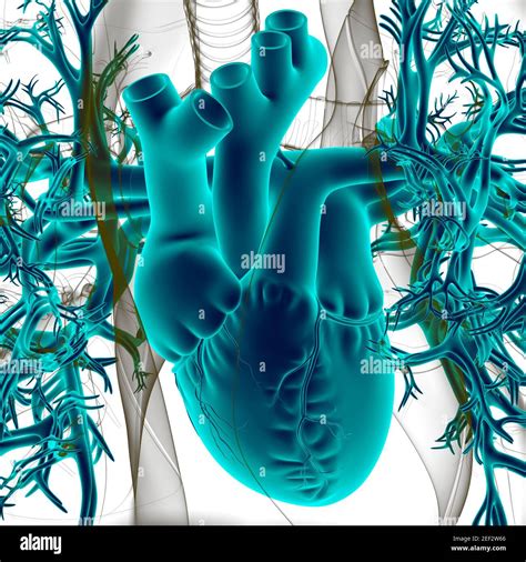 Human Heart Anatomy Medical Identification Chart For - vrogue.co