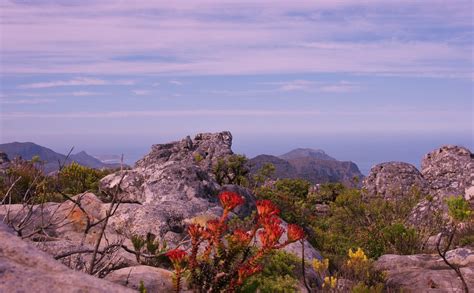 Table Mountain ~flora~ | ... photographed at Cape Town, Sout… | Flickr