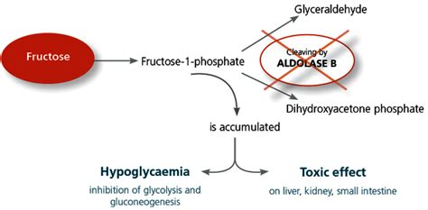 Fructose malabsorption - causes, diagnosis, symptoms & management ...