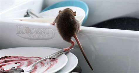 Mice Exterminator: We Offer Permanent Prevention