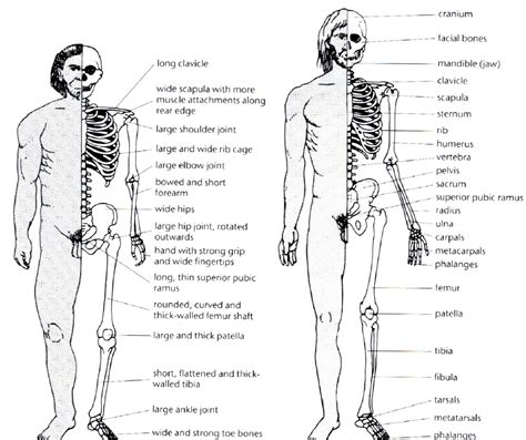 Differences Between Neanderthals And Humans