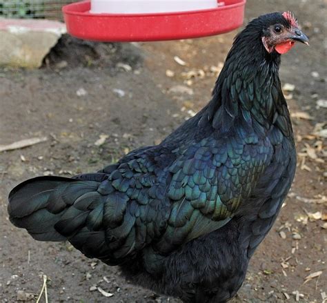 Black Australorp Chickens for Sale | Chickens For Backyards