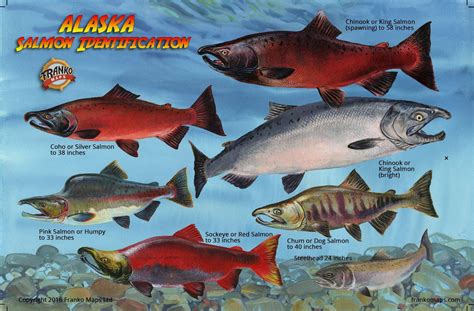 Alaskan Salmon Lifecycle Card – Franko Maps