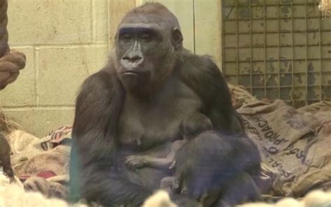 Baby gorilla from critically-endangered species born at London Zoo ...