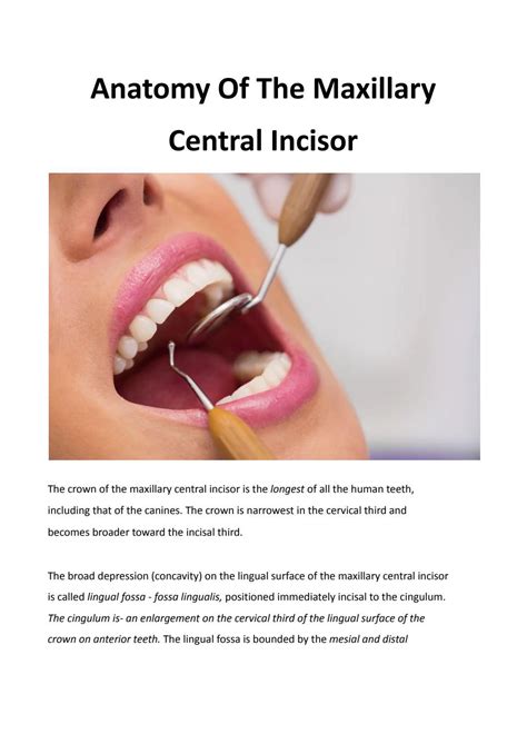 Anatomy Of The Maxillary Central Incisor by Dominic Thorncroft - Issuu