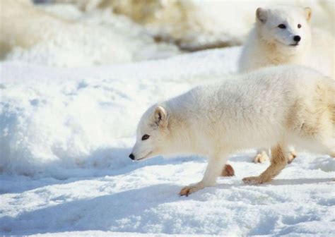 Arctic Fox Behavior - AnimalBehaviorCorner