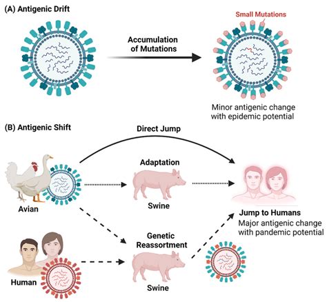 Antigenic Drift and Shift in Influenza A viruses. (A) Antigenic Drift ...