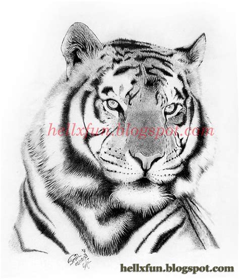 Aggregate more than 139 realistic pencil tiger drawing latest ...