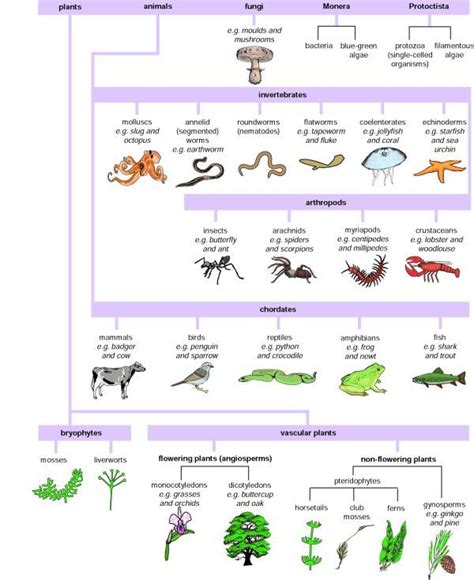 Biological Classification Worksheet Answer Key - Studying Worksheets