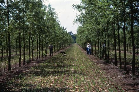 Agroforestry systems may play vital role in mitigating climate change