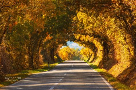 Tunnel from the trees - Tunnel from the oak trees over a road in the Italy, natural seasonal ...