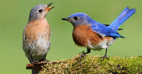 Eastern Bluebird Bird Facts | Sialia sialis - Wiki Point