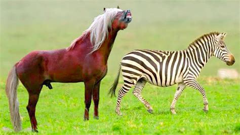 This Is What a Horse and Zebra Cross Breed Into - YouTube