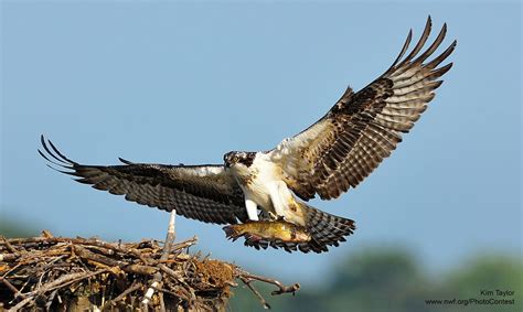 A seahawk, or osprey, carrying a fish by Kim Taylor. Kim Taylor, Coastal Bay, Color Of The Week ...