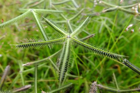 Dactyloctenium aegyptium (Poaceae) image 77677 at PhytoImages.siu.edu