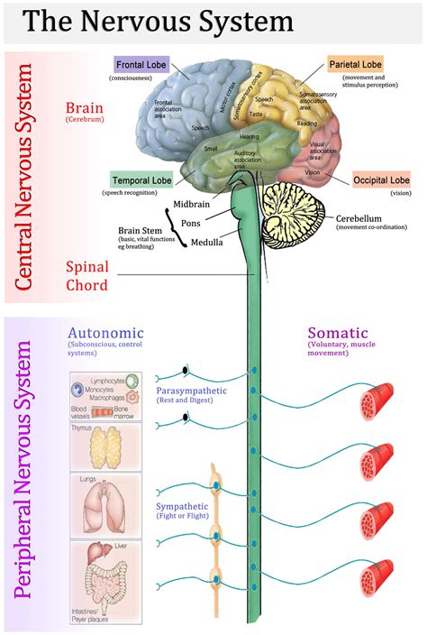 Diagram Of The Central Nervous System | Anatomía, Sistema nervioso humano, Psicobiología