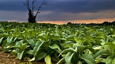 The Sacred Tobacco Plant: Physical and Spiritual Effects