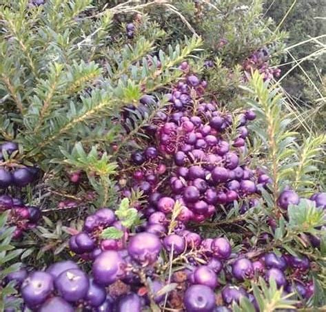 Plantas Nativas del Perú 🥇: Fruta Macha Macha hábitat y usos