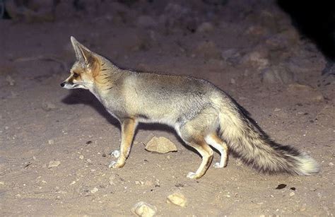 Rüppell's fox - Alchetron, The Free Social Encyclopedia