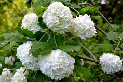 Snowball Bush Viburnum - Viburnum opulus ‘roseum’ | Thomas Jefferson's ...