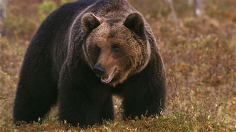 Wildes Russland – wundervolle Natur-Dokumentation über die Wildnis Russland | Kevin Papst