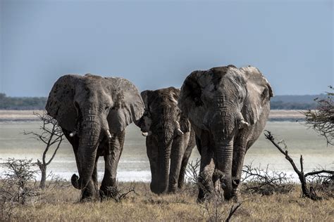 Exploring Namibia - Etosha National Park - Photography Life