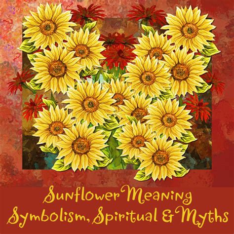 What is the Meaning of a Sunflower: Symbolism, Spiritual and Myths