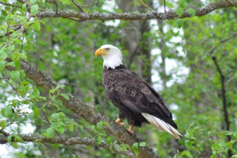 Bald Eagle Wingspan: How Big It Is & How It Compares to Other Birds - Optics Mag