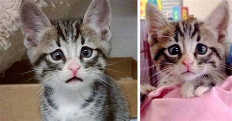 Kitten Born With Permanently Worried-Looking Eyes | Bored Panda