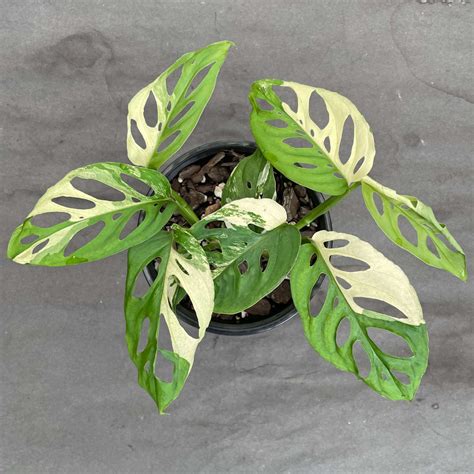 Variegated Monstera adansonii - Odd Spot Plants